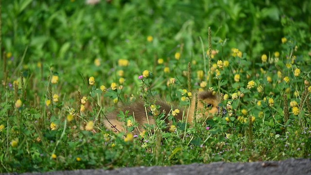 Barnacla Canadiense Grande - ML646426015