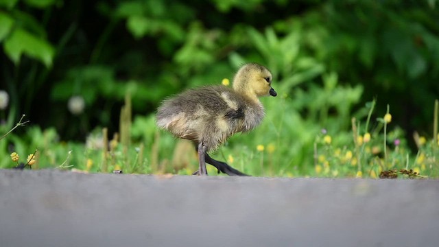 Barnacla Canadiense Grande - ML646426016