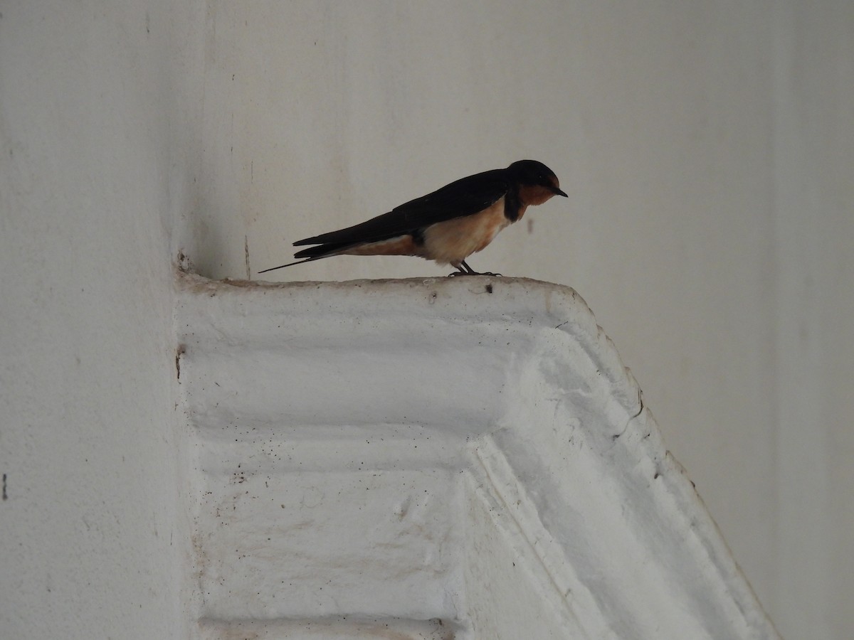 ツバメ - ML646426018