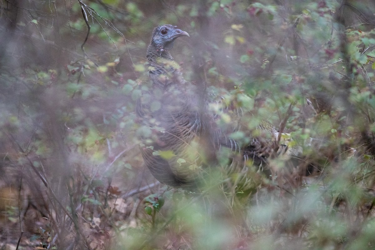 Wild Turkey - ML646426019