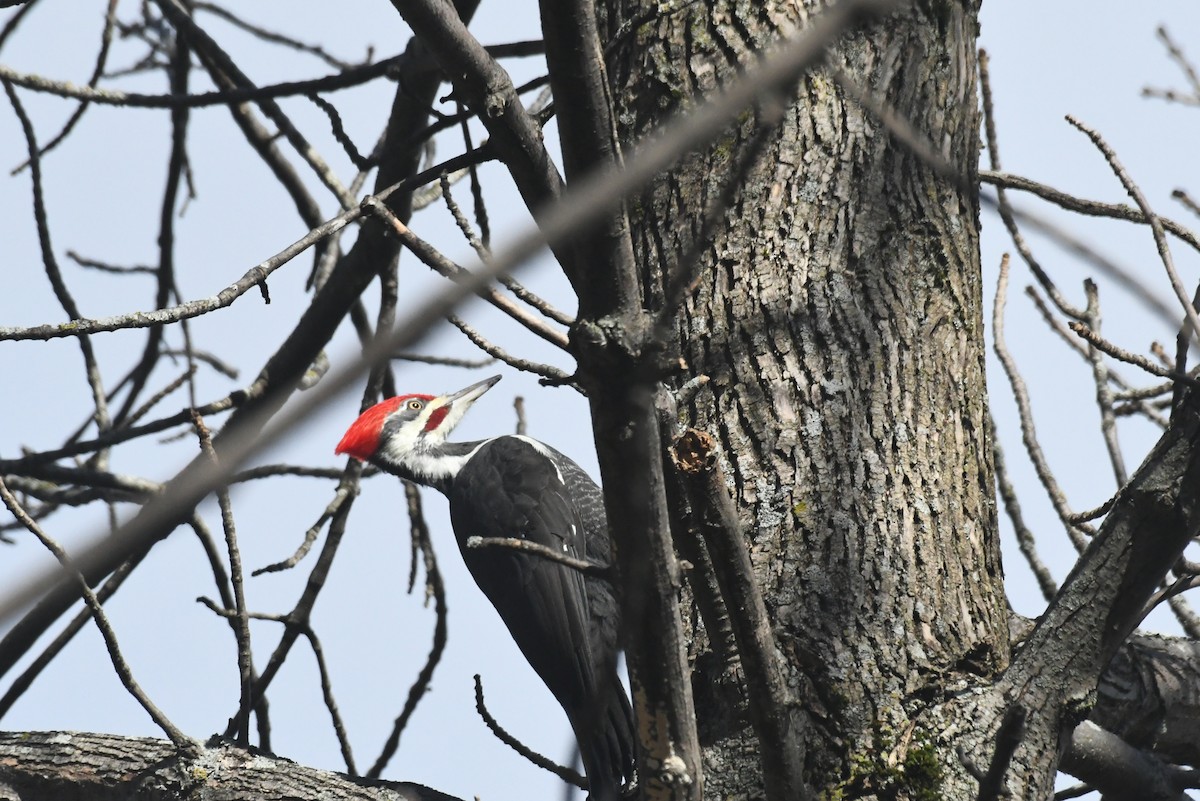 Helmspecht - ML646426020