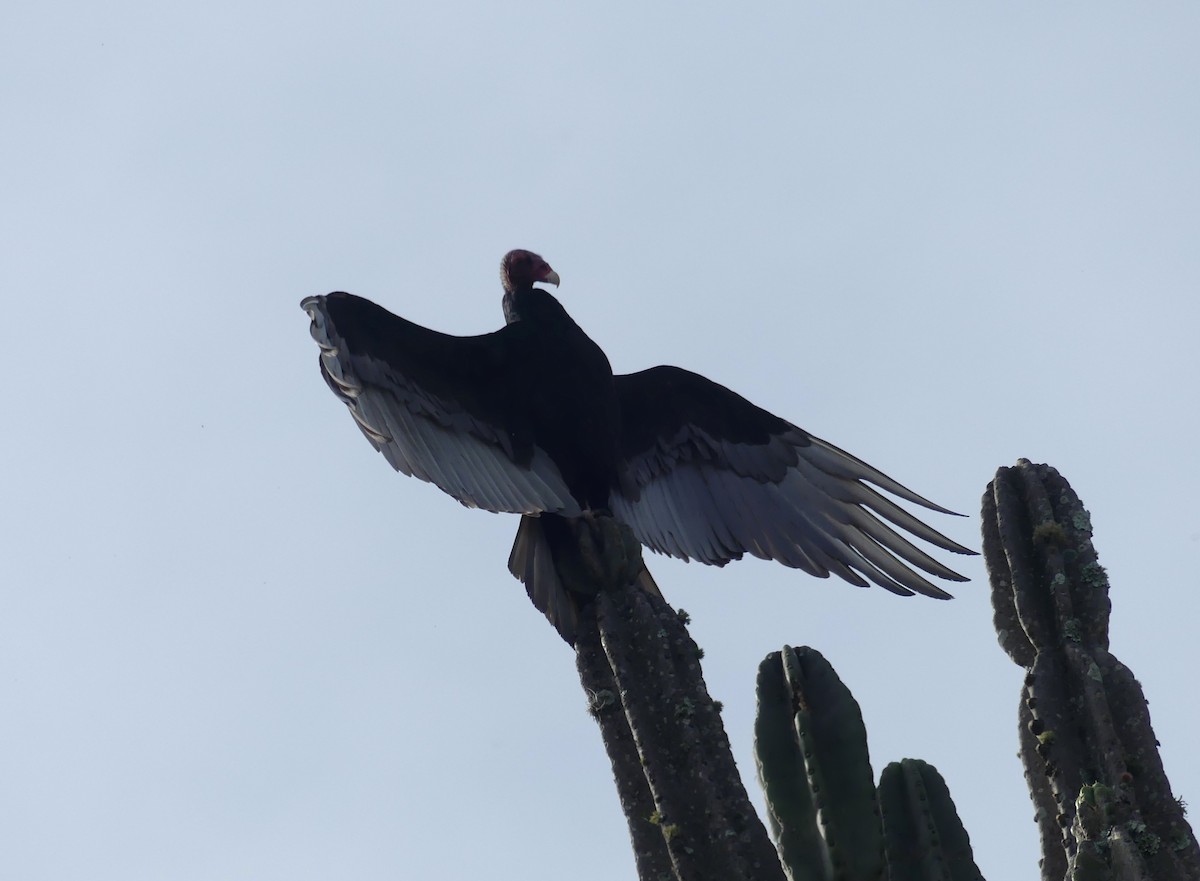 Turkey Vulture (Tropical) - ML646426021