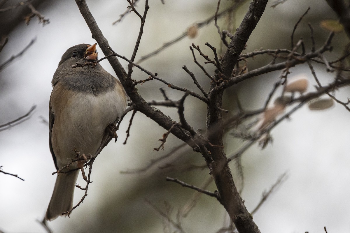 Dark-eyed Junco (Oregon) - ML646426022