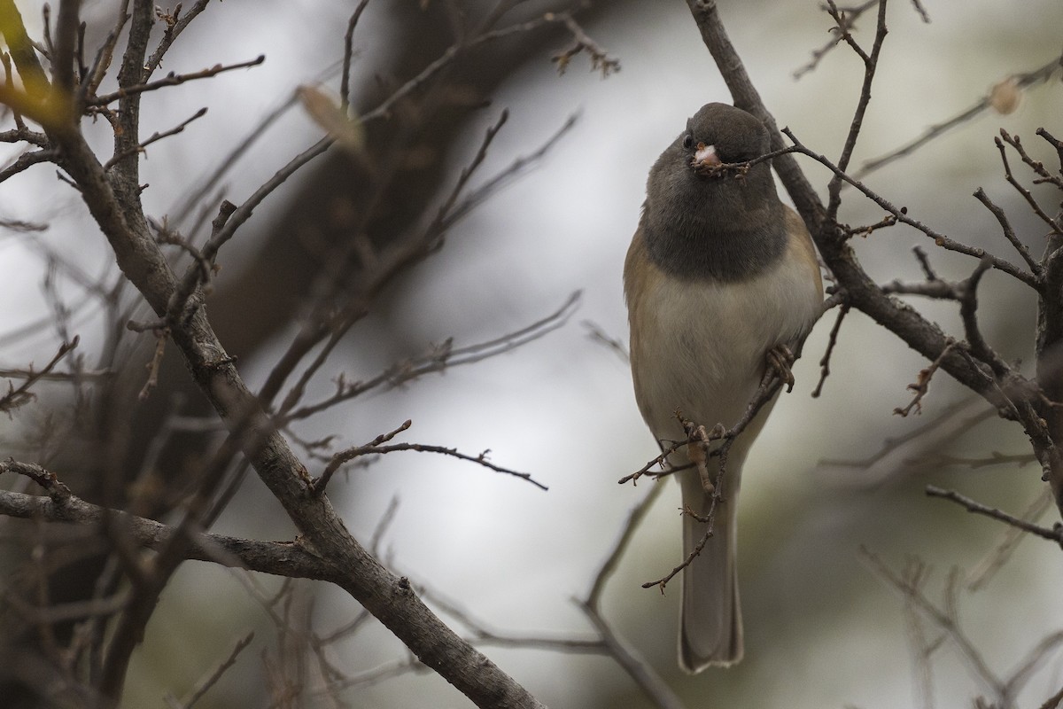 Dark-eyed Junco (Oregon) - ML646426023