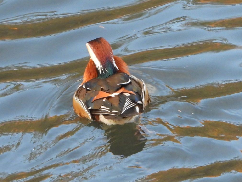 Mandarin Duck - ML646426024
