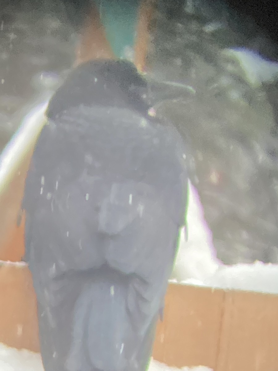 American Crow - ML646426025