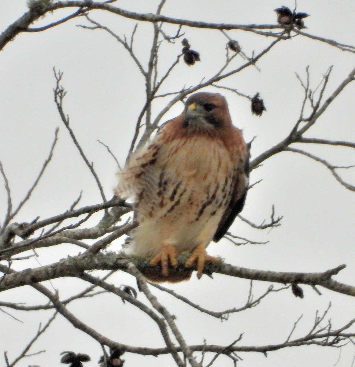 Red-tailed Hawk - ML646426027
