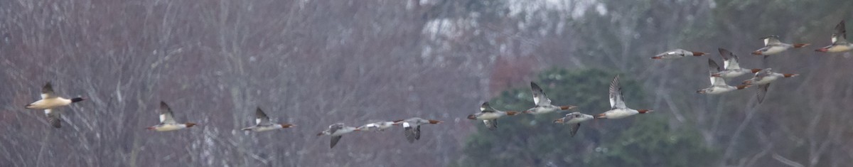 Крех великий - ML646426029