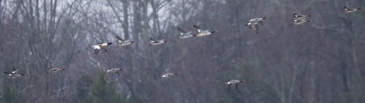 Крех великий - ML646426030