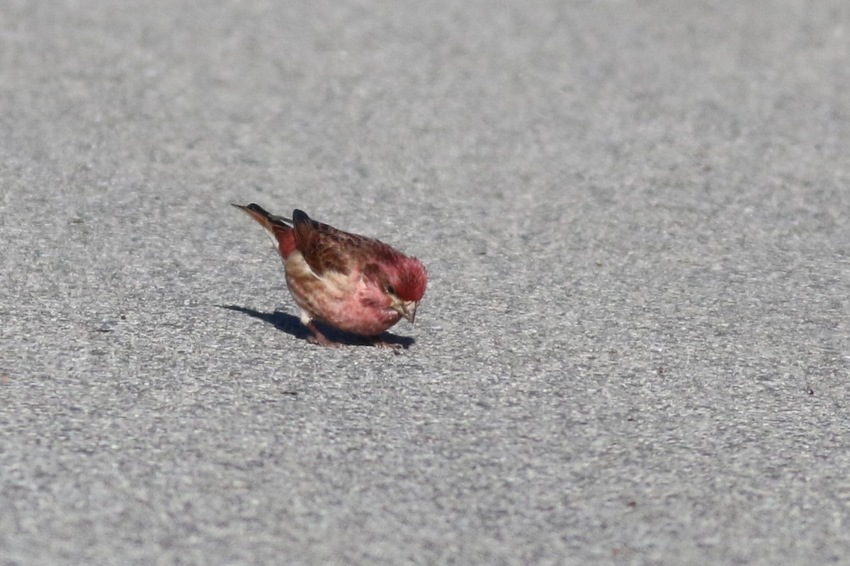 Purpurgimpel - ML646426032