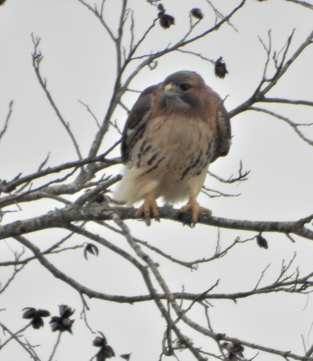 Red-tailed Hawk - ML646426033