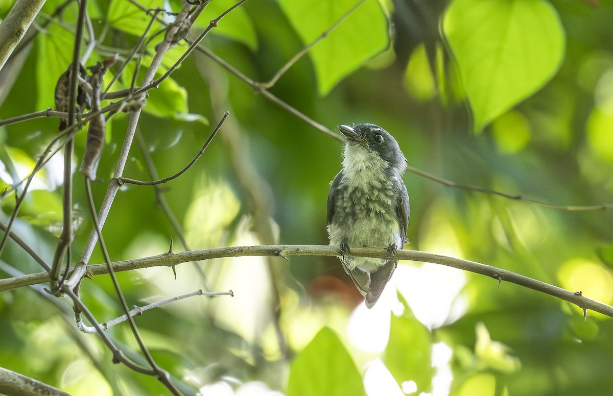 Northern Fantail (Seram) - ML646426035