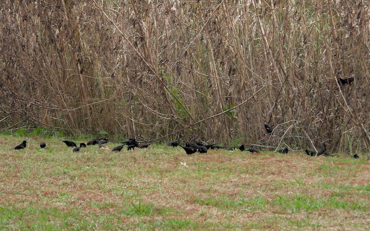 Red-winged Blackbird - ML646426036