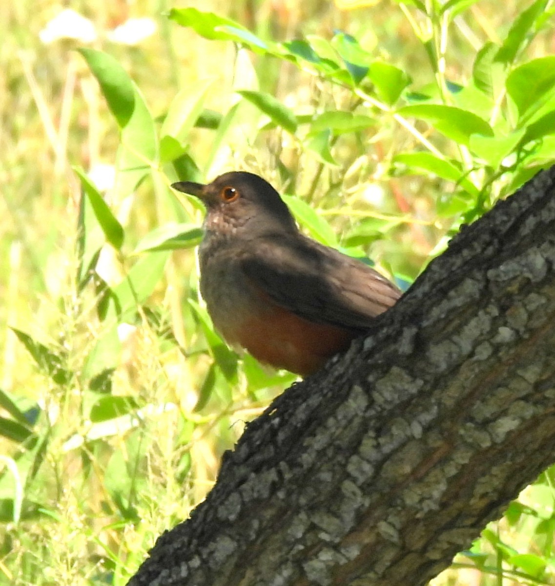 ナンベイコマツグミ - ML646426037