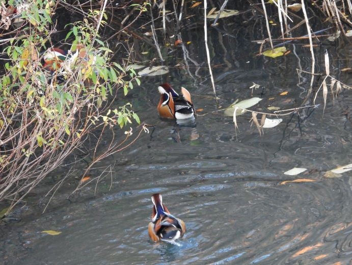 Mandarin Duck - ML646426038