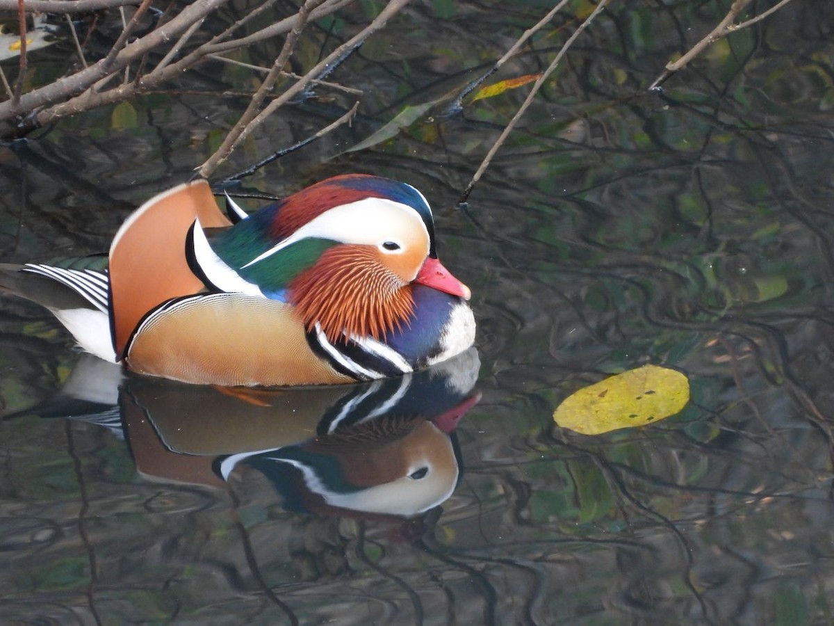 Mandarin Duck - ML646426039