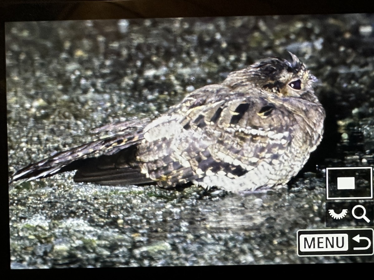 Engoulevent à miroir - ML646426040