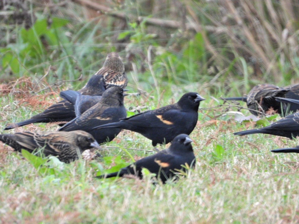 Red-winged Blackbird - ML646426041