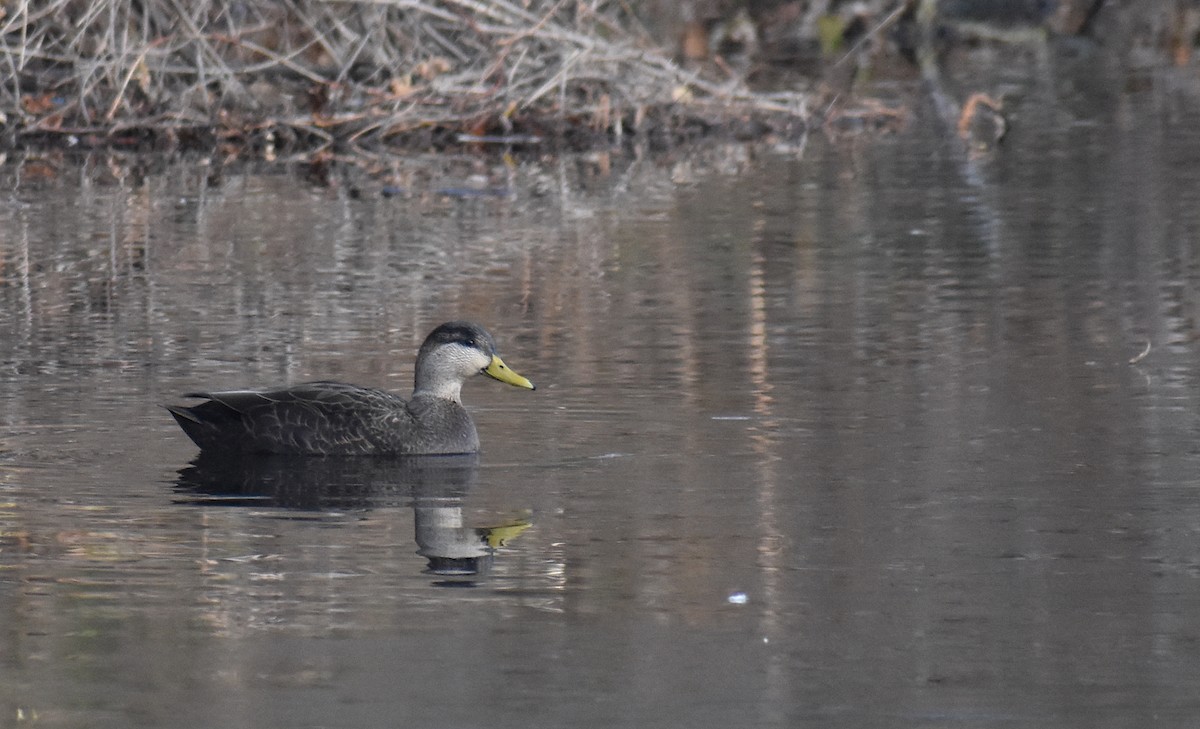 アメリカガモ - ML646426042