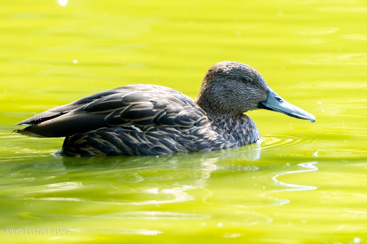 Meller's Duck - ML646426043