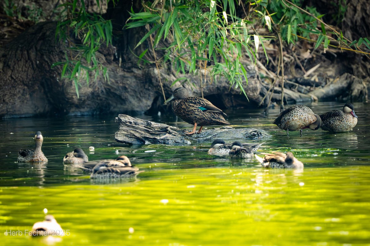 Meller's Duck - ML646426044