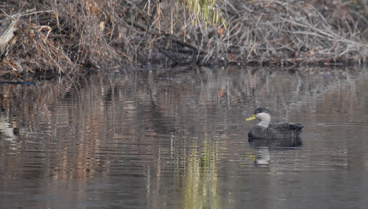 アメリカガモ - ML646426045