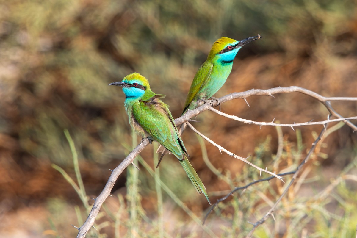 Arabian Green Bee-eater - ML646426046