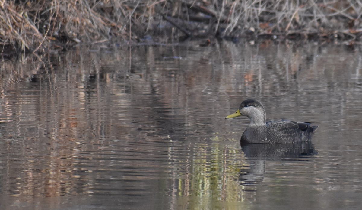 アメリカガモ - ML646426047