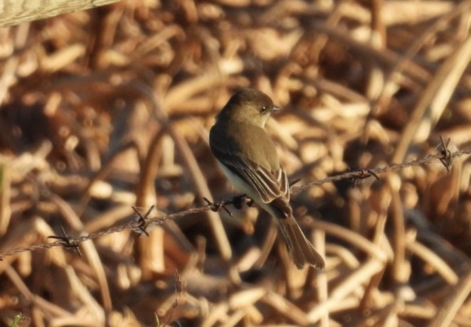 Eastern Phoebe - ML646426049