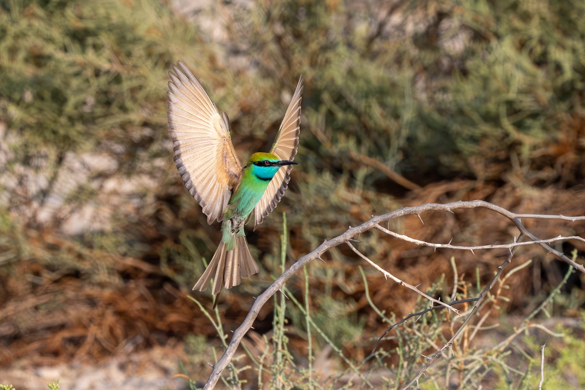 Arabian Green Bee-eater - ML646426050