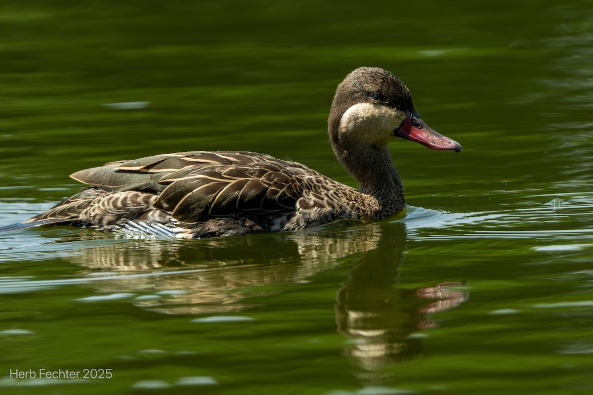 Red-billed Duck - ML646426051