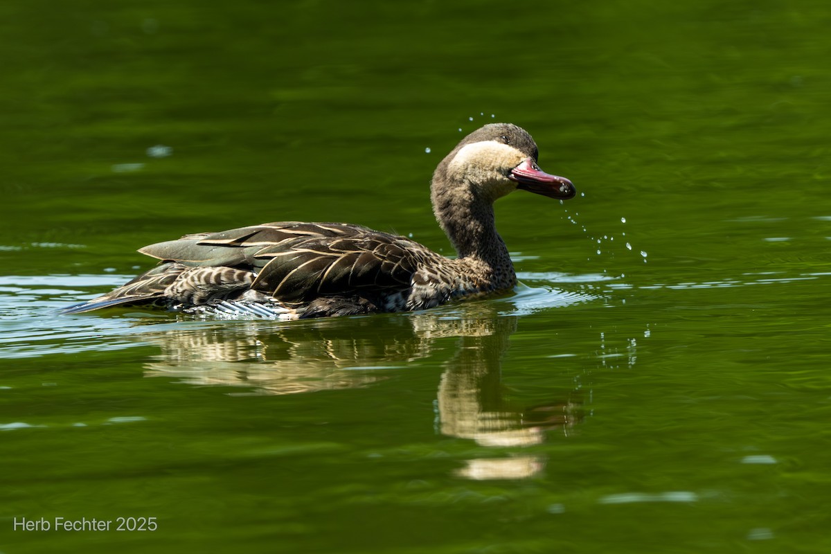 Red-billed Duck - ML646426052