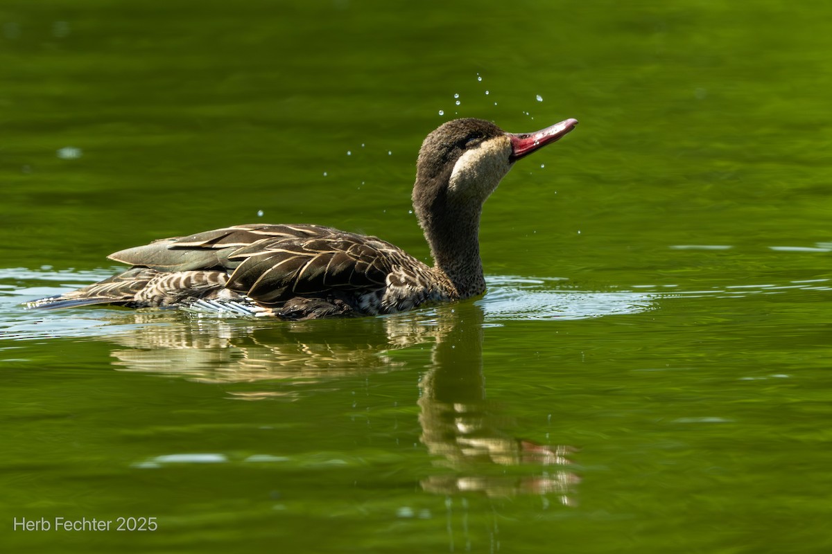 Red-billed Duck - ML646426053