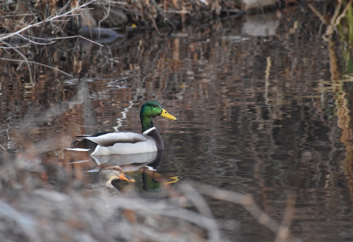 マガモ - ML646426054