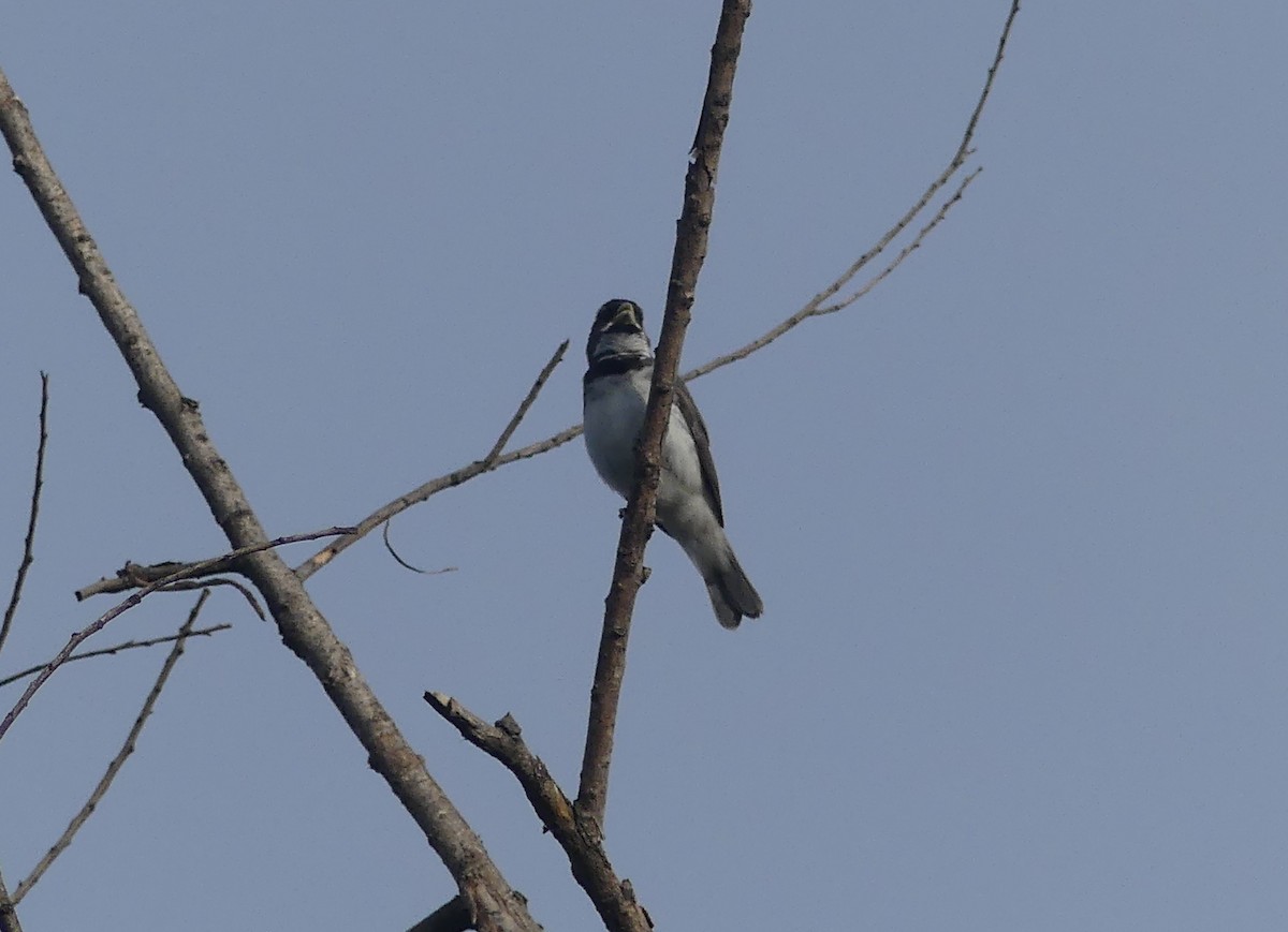 Double-collared Seedeater - ML646426055
