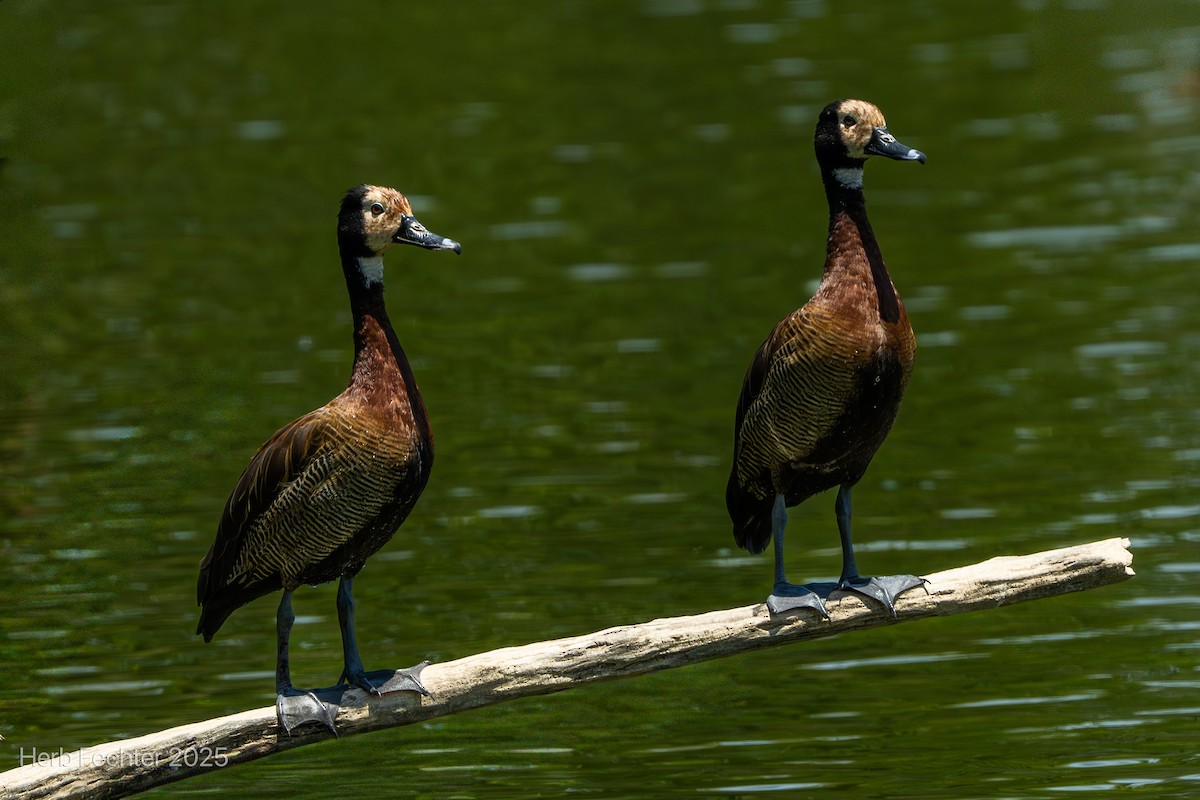 White-faced Whistling-Duck - ML646426056