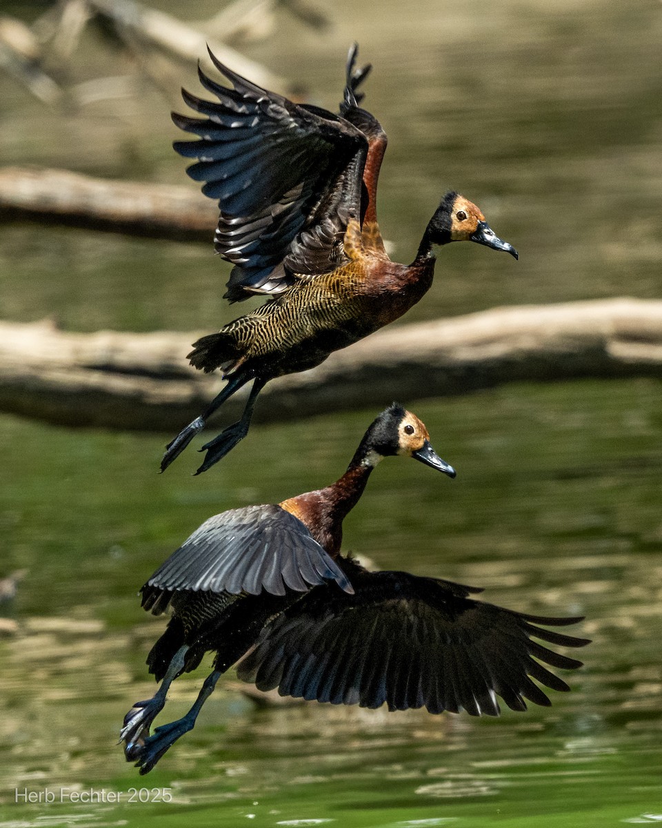 White-faced Whistling-Duck - ML646426057