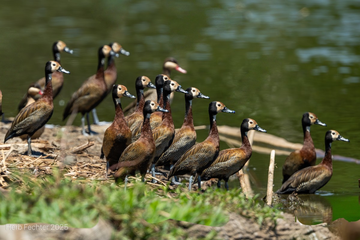 White-faced Whistling-Duck - ML646426058