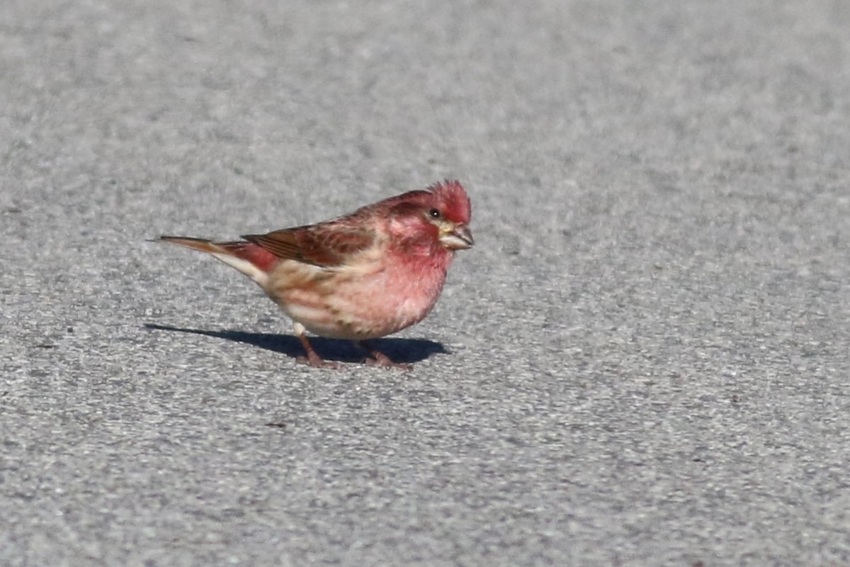 Purpurgimpel - ML646426059