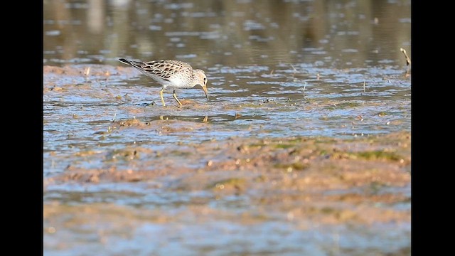 Correlimos Pectoral - ML646426061