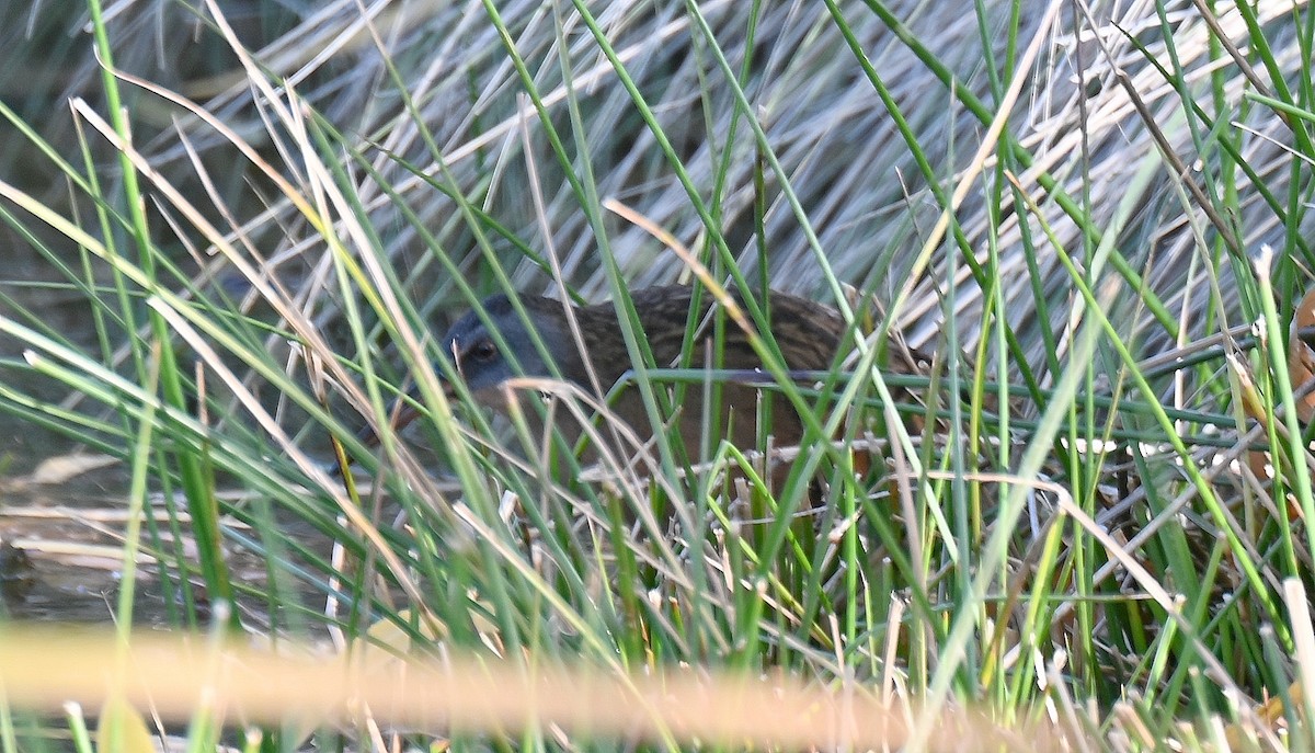 Rascón de Virginia - ML646426065