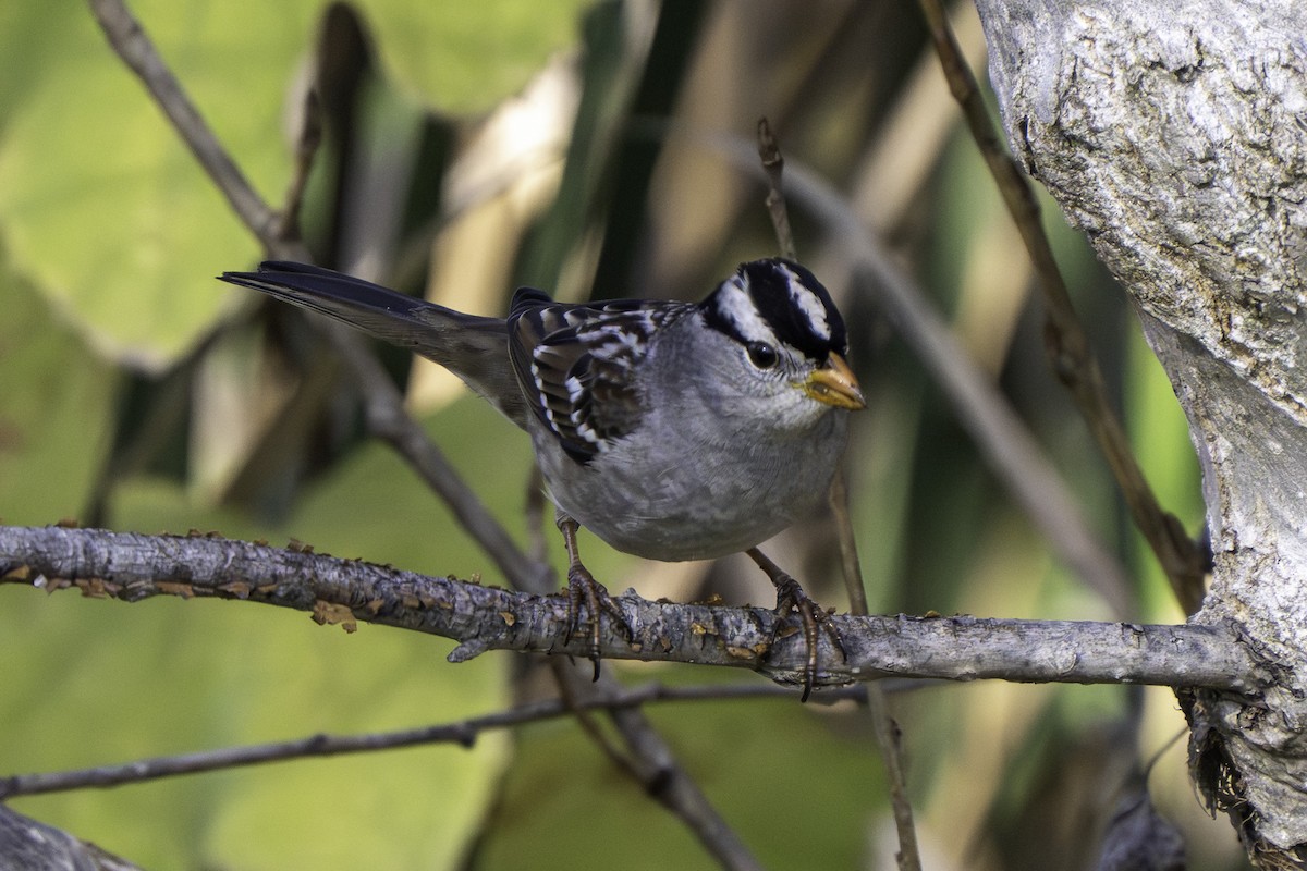 White-crowned Sparrow - ML646426066