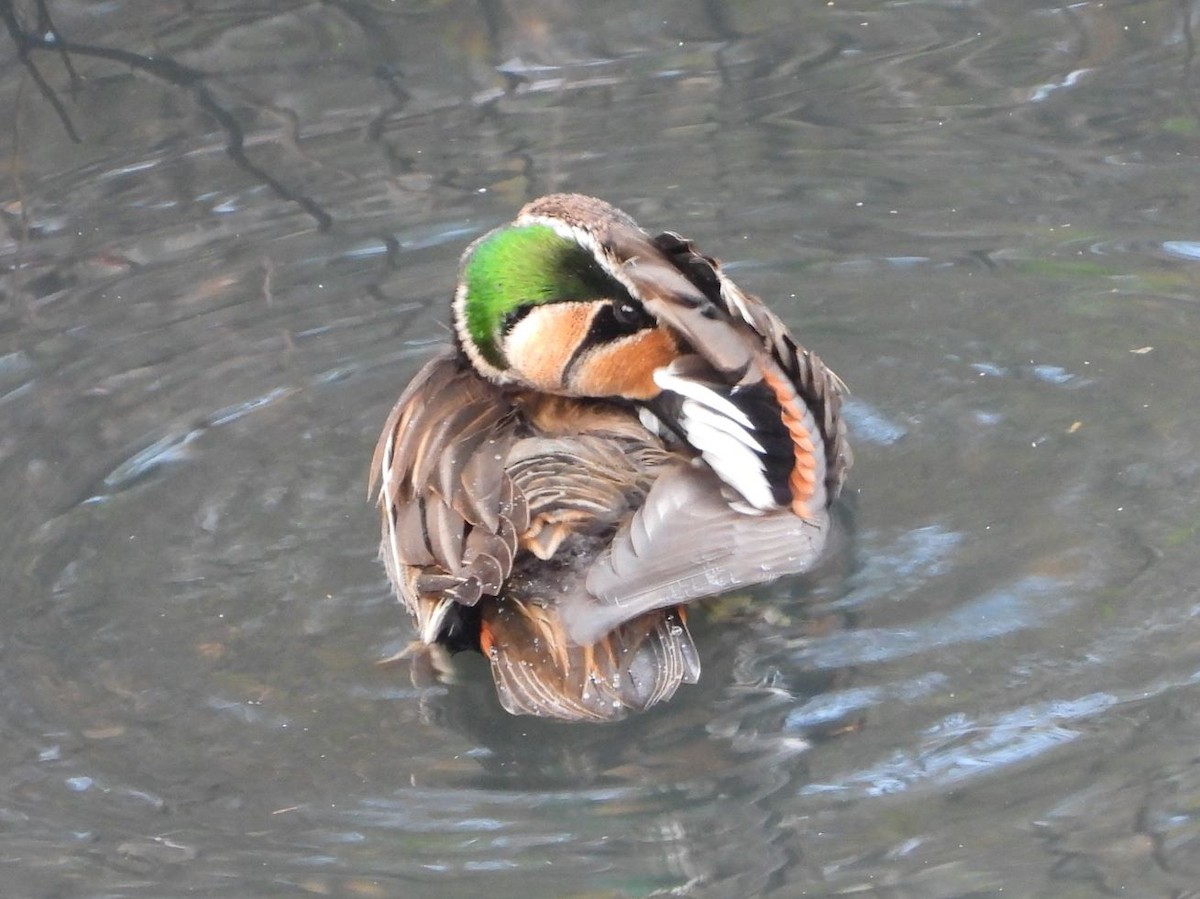 Zertzeta baikaldarra - ML646426068