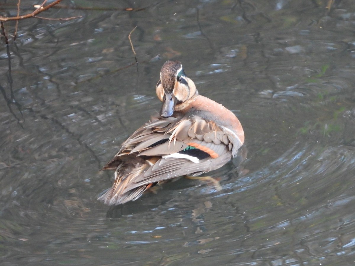 Zertzeta baikaldarra - ML646426069