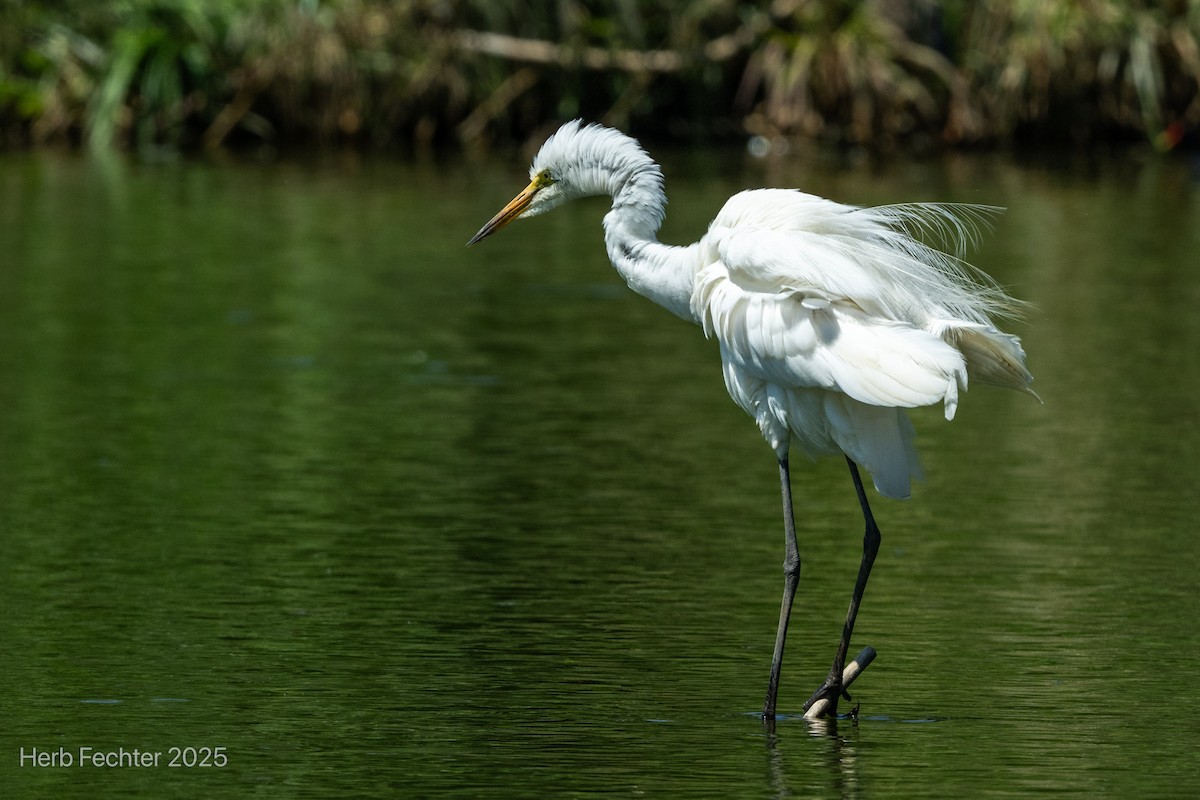 Koartza zuria (afrikarra) - ML646426071