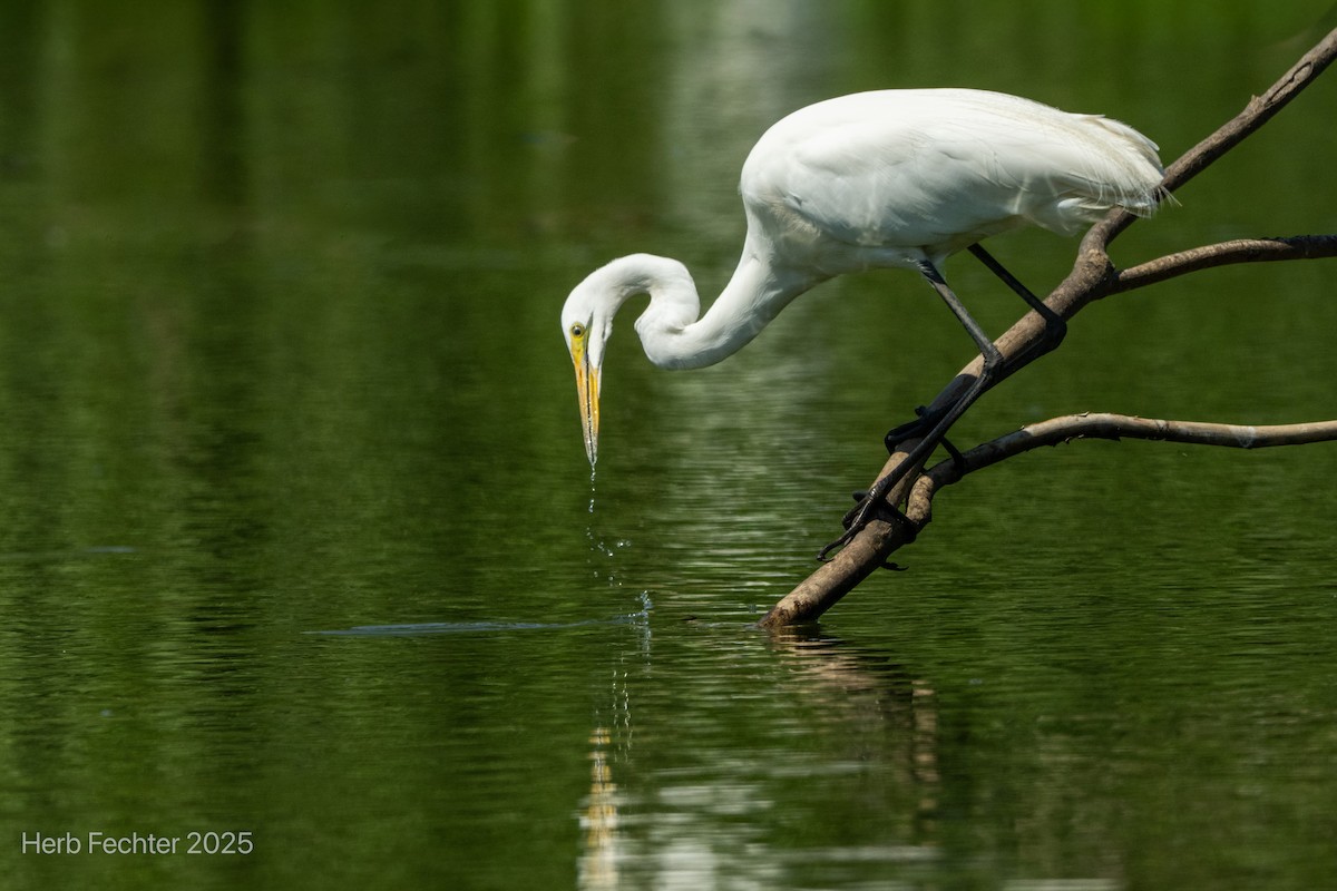 Koartza zuria (afrikarra) - ML646426072