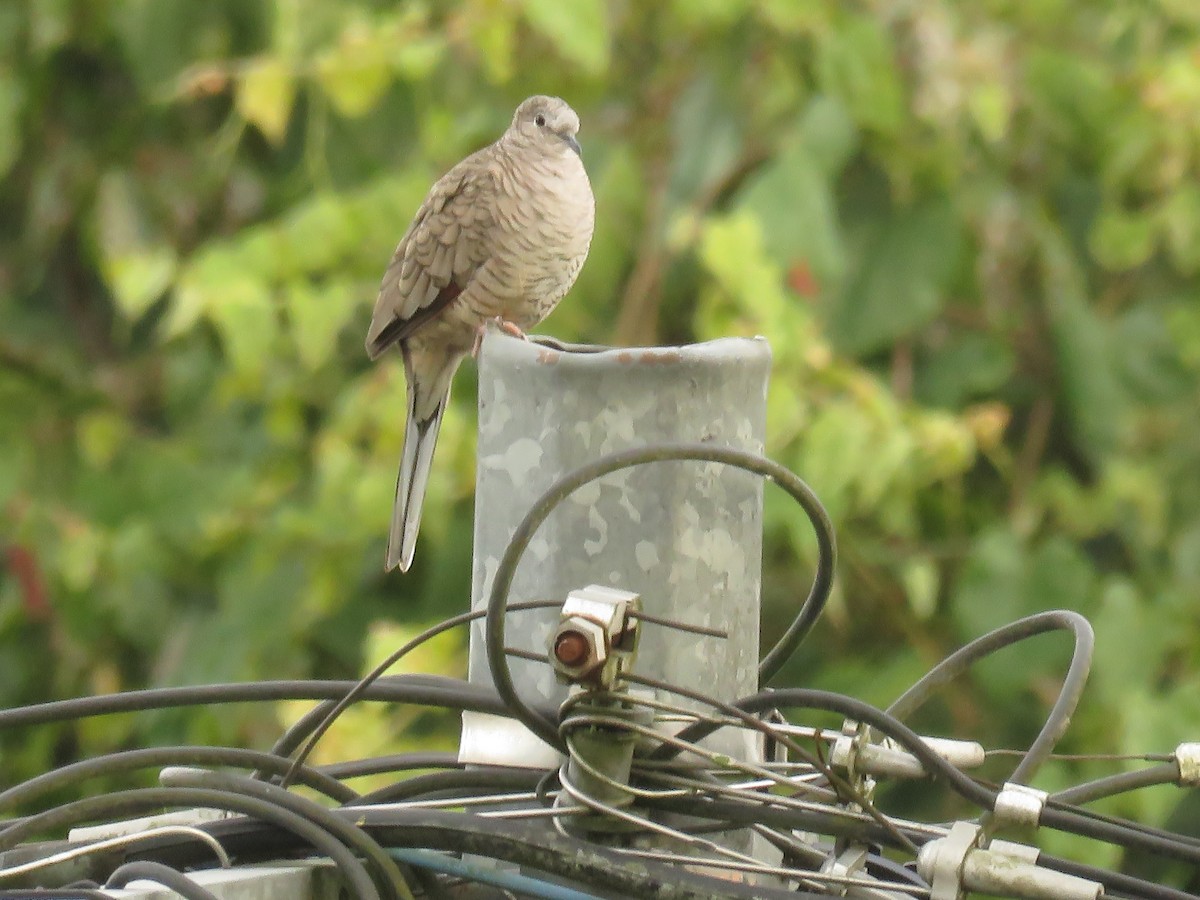 Горличка-інка мексиканська - ML646426073