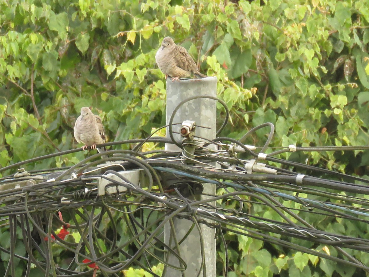 Горличка-інка мексиканська - ML646426074