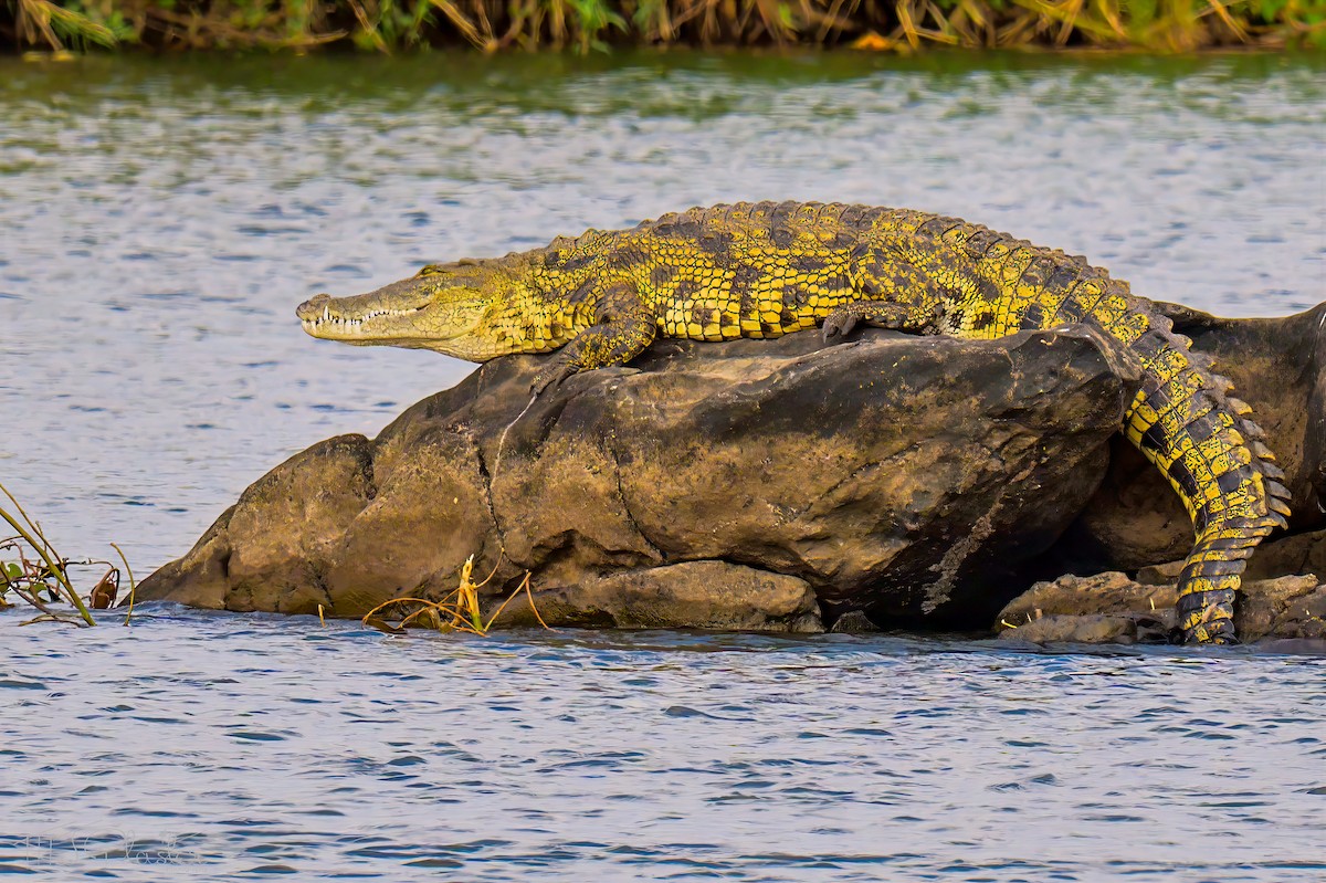 Nile Crocodile - ML646426075