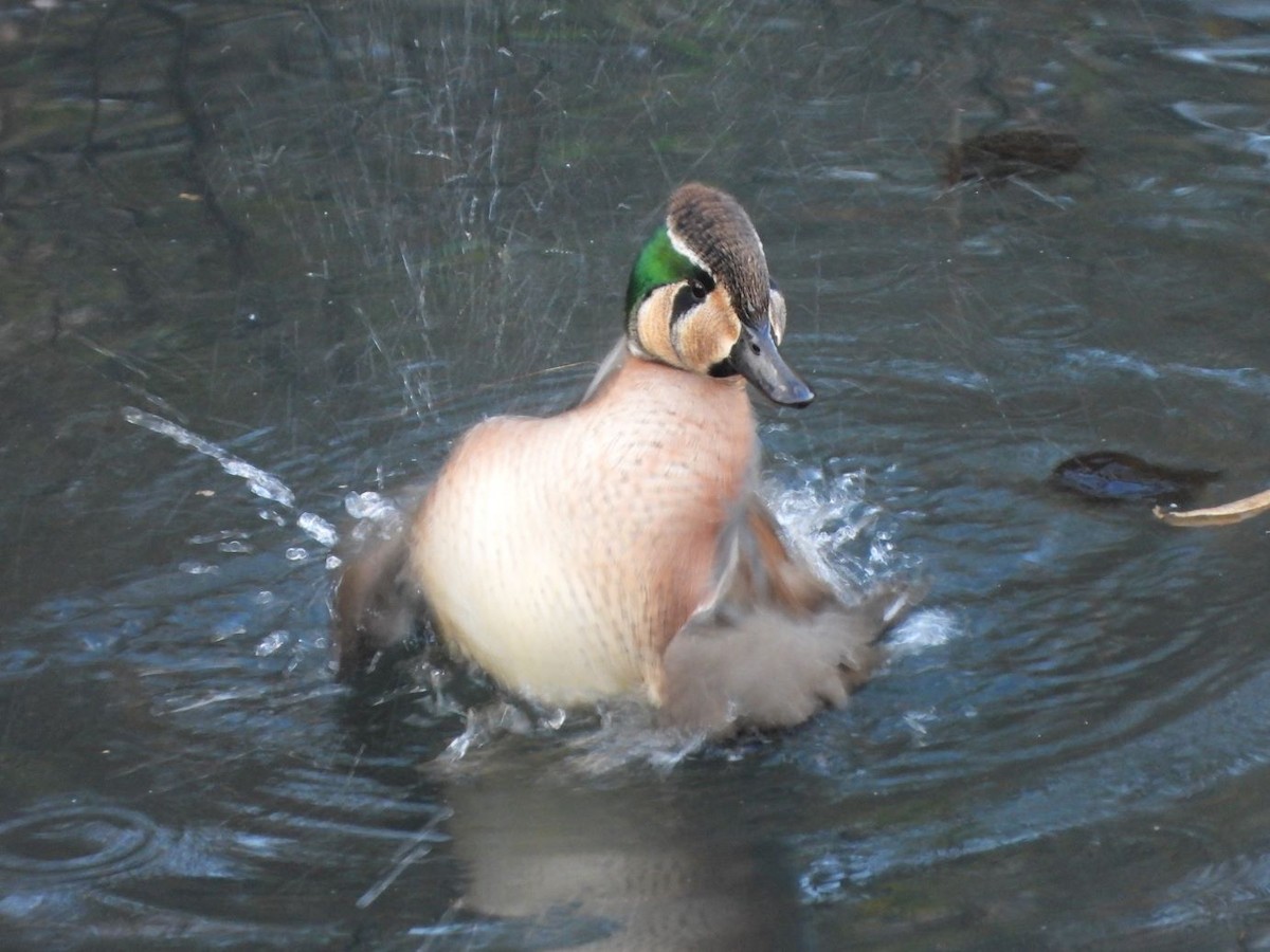 Zertzeta baikaldarra - ML646426076